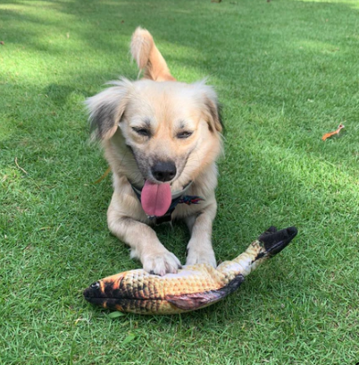 Flopping Fish Toy